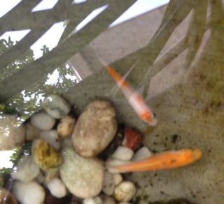 ２０１５年６月